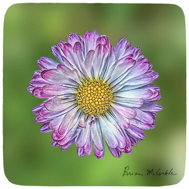 (image for) White Coneflower